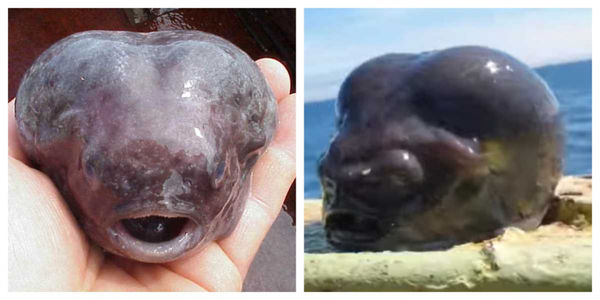 這條宛如外星生物的生物應該是白令海圓腹魚 。（圖／翻攝自 NOAA's Alaska Fisheries Science Center　、
<p><strong>▲這條宛如外星生物的生物應該是白令海圓腹魚 。（圖／翻攝自 NOAA's Alaska Fisheries Science Center、IG）</strong></p>

<p>對於網友的好奇，羅曼表示，這條宛如外星生物的生物應該是白令海圓腹魚（Aptocyclusventricosus，也被稱為Smooth lumpfish或Smooth lumpsucker），又被稱作布袋魚「GOKKO (ゴッコ)」，只分布在北太平洋海域，日本則是北海道才能捕獲，是十分特殊的魚類。</p>
<p>這款底棲型魚類，成年時魚身長約44公分，身體有一層厚厚膠質，腹部帶有吸盤，由於是深海魚，平常並不容易見到，只有每年2月上旬會回到沿岸產卵，此時也是白令海圓腹魚捕獲量最高的時候。這款於在北海道地區常見的方式是料理成湯，將內臟取出後先川燙去除表面黏液，此外，母魚還能取得魚卵作為珍貴食材，至於這條被捕撈到的魚為何有奇怪的外型，羅曼認為，有可能是因為突然被拉出深海，浮出水面的壓力導致身體膨脹變形。</p>
<p><img src=