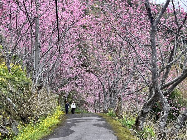 ▲桃園北橫櫻花季地圖。（圖／桃園市觀旅局提供）