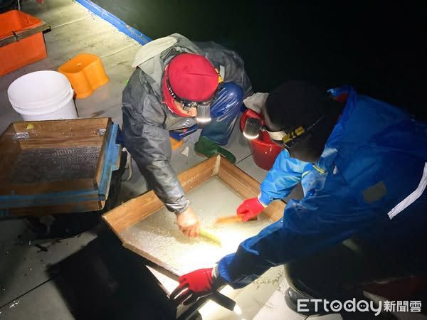 ▲▼   鰻苗捕撈漁期即將結束，3月至10月禁止捕撈   。（圖／嘉義縣政府提供）
