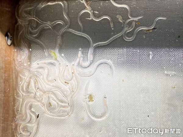 ▲▼   鰻苗捕撈漁期即將結束，3月至10月禁止捕撈   。（圖／嘉義縣政府提供）