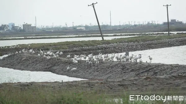 ▲▼   2025布袋候鳥季3月8日登場，候鳥經濟帶動生態與地方發展  。（圖／嘉義縣政府提供）