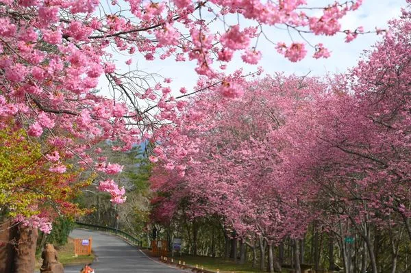 ▲武陵農場櫻花盛開。（圖／取自武陵農場臉書）