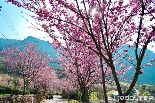 ▲▼    阿里山賞櫻之旅 日夜櫻花美景、茶席體驗、美食與民宿慢旅行   。（圖／嘉義縣政府提供）