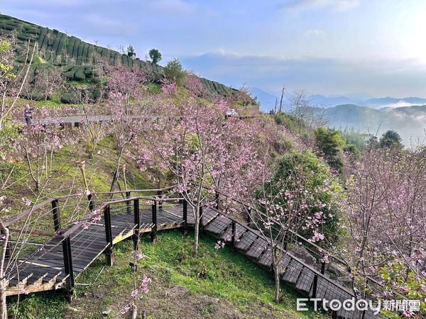 ▲▼    阿里山賞櫻之旅 日夜櫻花美景、茶席體驗、美食與民宿慢旅行   。（圖／嘉義縣政府提供）