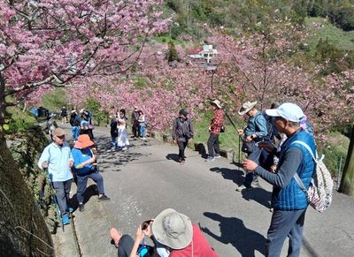 228連假拉拉山櫻花盛開 上萬遊客把握好天氣湧入賞櫻