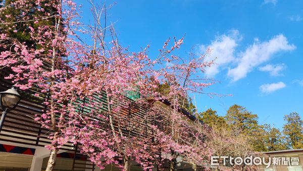 ▲▼   春櫻綻放!阿里山花季3月登場 交通疏運及購票資訊一次看   。（圖／農業部林業及自然保育署嘉義分署提供）