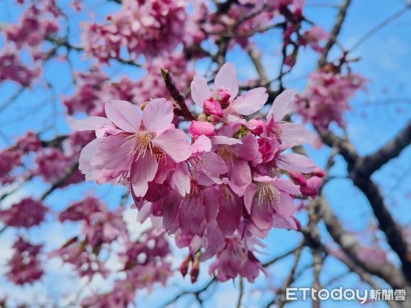▲▼   春櫻綻放!阿里山花季3月登場 交通疏運及購票資訊一次看   。（圖／農業部林業及自然保育署嘉義分署提供）