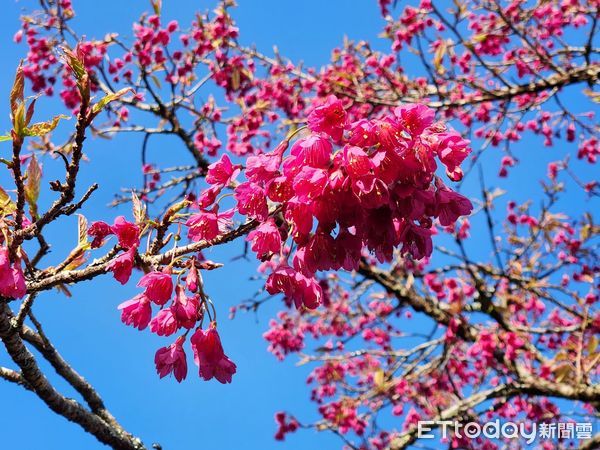 ▲▼   春櫻綻放!阿里山花季3月登場 交通疏運及購票資訊一次看   。（圖／農業部林業及自然保育署嘉義分署提供）