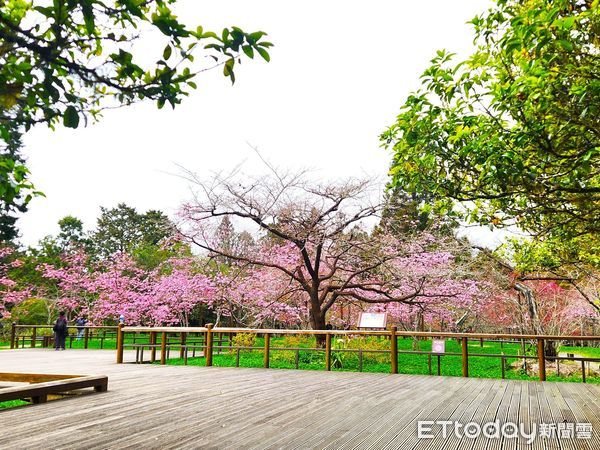 ▲▼   春櫻綻放!阿里山花季3月登場 交通疏運及購票資訊一次看   。（圖／農業部林業及自然保育署嘉義分署提供）