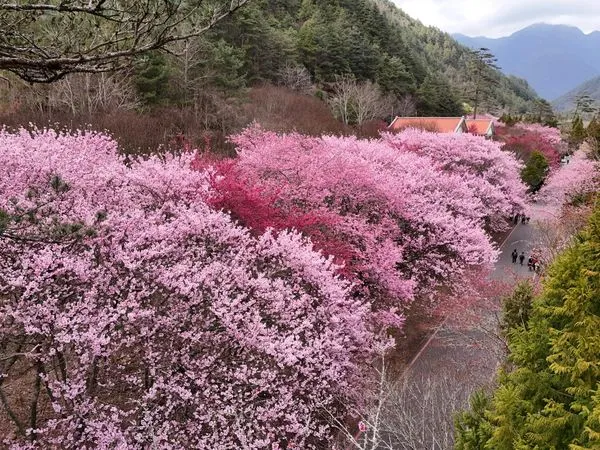 ▲武陵農場櫻花盛開。（圖／取自武陵農場 Wuling Farm 臉書）
