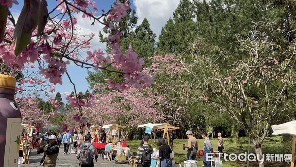▲九族櫻花祭讓停車場和魚池小農市集宛如處於仙境。（圖／九族文化村提供）