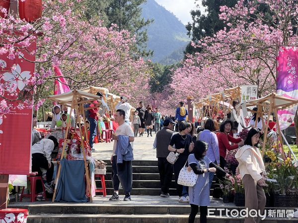 ▲九族櫻花祭讓停車場和魚池小農市集宛如處於仙境。（圖／九族文化村提供）