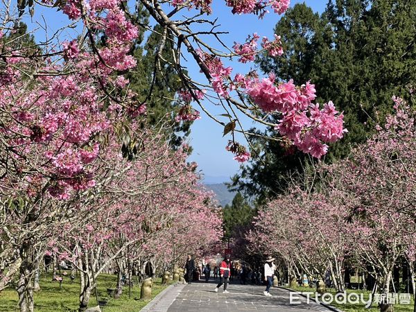 ▲九族櫻花祭讓停車場和魚池小農市集宛如處於仙境。（圖／九族文化村提供）