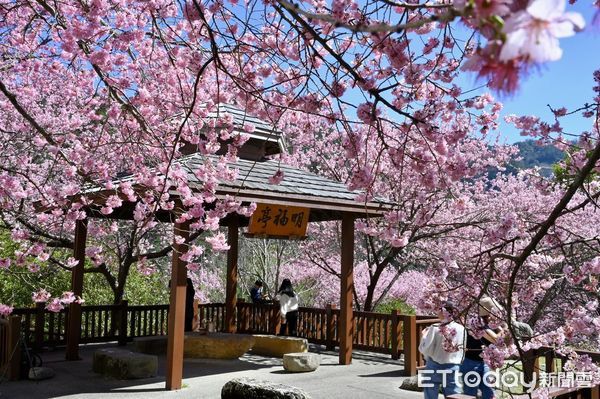 ▲▼       農場武陵櫻花林盛開      。（圖／武陵農場）