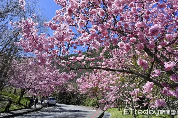 ▲▼       農場武陵櫻花林盛開      。（圖／武陵農場）