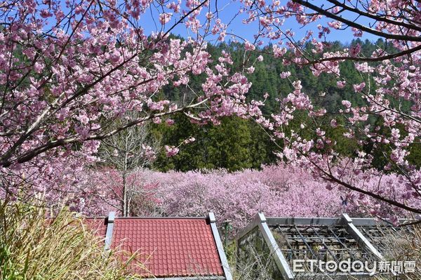 ▲▼       農場武陵櫻花林盛開      。（圖／武陵農場）