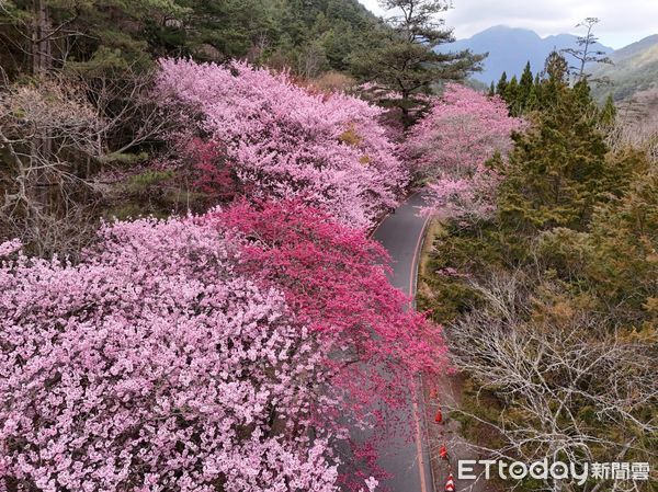 ▲▼     武陵農場櫻花林盛開        。（圖／武陵農場提供）