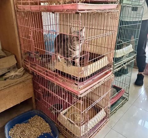 板橋貓7死，涉案謝男抓到了。（圖／粉專邵柏森-虎哥救援大小事提供）