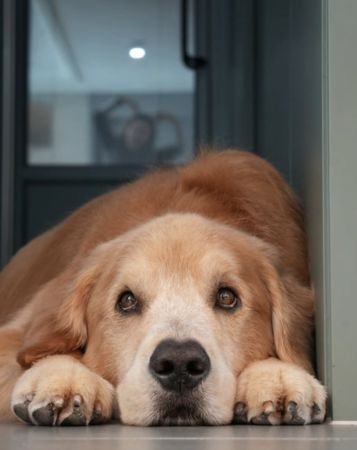 ▲▼文晶熙歷經痛苦離別！　哀痛認「牠病情突惡化」：突如其來劇痛與休克⋯。（圖／翻攝自文晶熙IG）