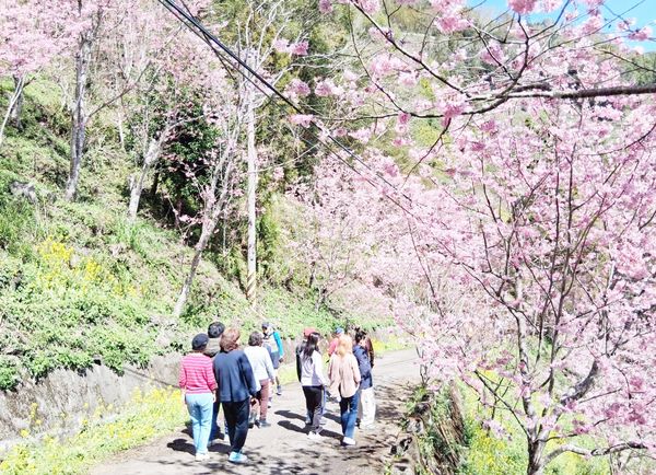 ▲228連假適逢北橫與拉拉山櫻花季節盛開，吸引不少遊客上山爭睹。（圖／記市府觀旅局提供）