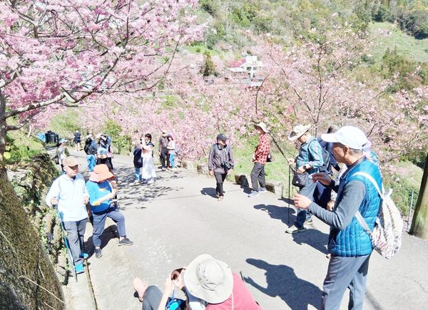 ▲228連假適逢北橫與拉拉山櫻花季節盛開，首日拜天氣放晴吸引不少遊客駐足打卡拍照。（圖／記市府觀旅局提供）