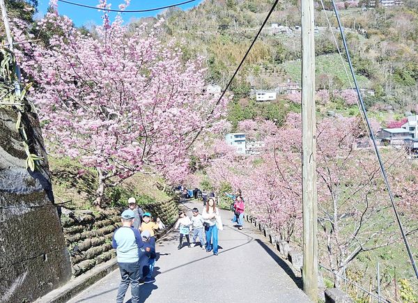 ▲228連假適逢北橫與拉拉山櫻花季節盛開，首日吸引不少遊客攜家帶眷賞櫻。（圖／記市府觀旅局提供）