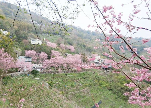 ▲228連假適逢北橫與拉拉山櫻花季節盛開，喜愛賞櫻民眾要把握機會。（圖／記市府觀旅局提供）
