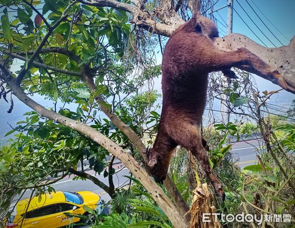 ▲▼  梅山鄉太平雲梯附近一隻長鬃山羊竟吊在樹上死亡。（圖／生態達人王三華提供）
