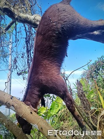 ▲▼  梅山鄉太平雲梯附近一隻長鬃山羊竟吊在樹上死亡。（圖／生態達人王三華提供）