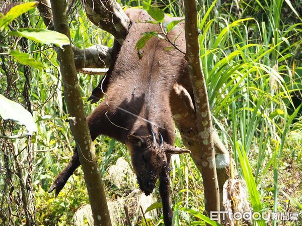▲▼  梅山鄉太平雲梯附近一隻長鬃山羊竟吊在樹上死亡。（圖／生態達人王三華提供）