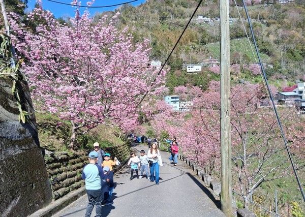 ▲228連假拉拉山櫻花爆開　