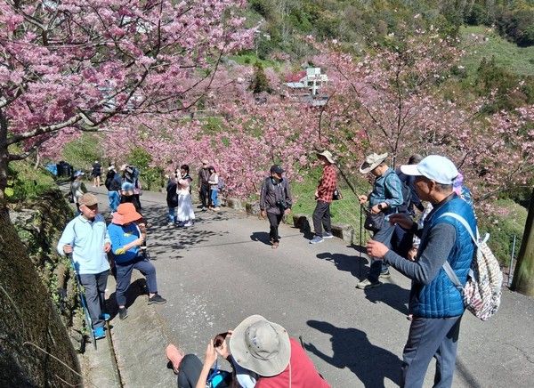 ▲228連假拉拉山櫻花爆開　