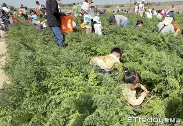 ▲VDS活力東勢辦理2025年「國際台灣胡蘿蔔日」今年邁入四屆，今日在東勢鄉鐵馬道旁盛大舉行。（圖／記者游瓊華翻攝）