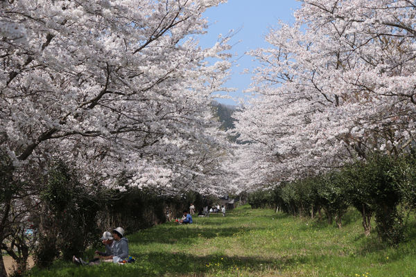 ▲▼JR國府站圓山川櫻花海。（圖／豐岡市・Visit Kinosaki提供）