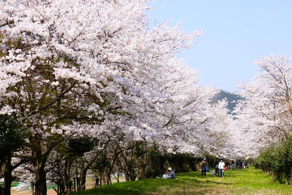 ▲▼JR國府站圓山川櫻花海。（圖／豐岡市・Visit Kinosaki提供）