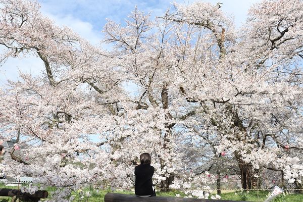 ▲▼神鍋高原櫻花。（圖／豐岡市・Visit Kinosaki提供）
