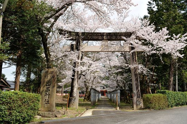 ▲▼出石城跡櫻花。（圖／豐岡市・Visit Kinosaki提供）