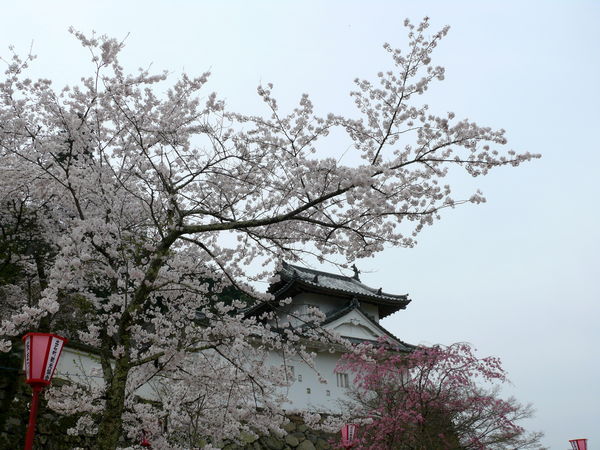 ▲▼出石城跡櫻花。（圖／豐岡市・Visit Kinosaki提供）
