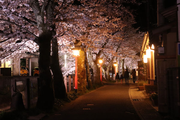 ▲▼城崎溫泉「木屋町小路」。（圖／豐岡市・Visit Kinosaki提供）