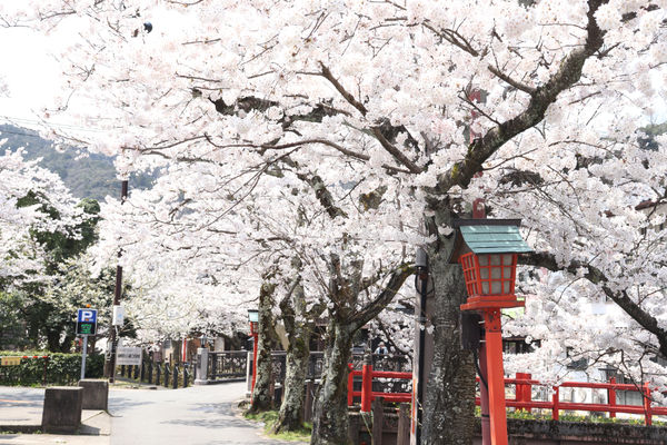 ▲▼城崎溫泉「木屋町小路」。（圖／豐岡市・Visit Kinosaki提供）
