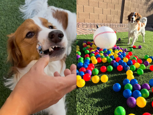 ▲Decopin獲得彩球贈禮。（圖／截自大谷翔平IG）