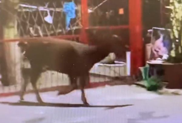 ▲彰化八卦山民宅有水鹿闖入。（圖／民眾提供）