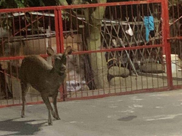 ▲彰化八卦山民宅有水鹿闖入。（圖／民眾提供）