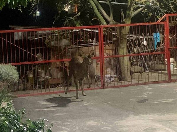 ▲彰化八卦山民宅有水鹿闖入。（圖／民眾提供）