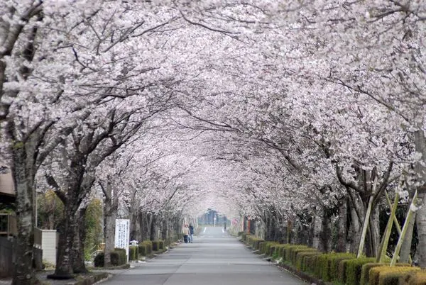▲▼宮崎縣牧場之櫻。（圖／宮崎縣小林市提供）