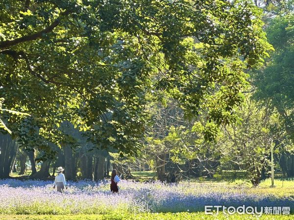 ▲台南山上花園水道博物館在228連假迎來爆發性人潮，櫻花滿開、天氣晴朗，3天內來客數突破萬人超越春節。（圖／記者林東良翻攝，下同）