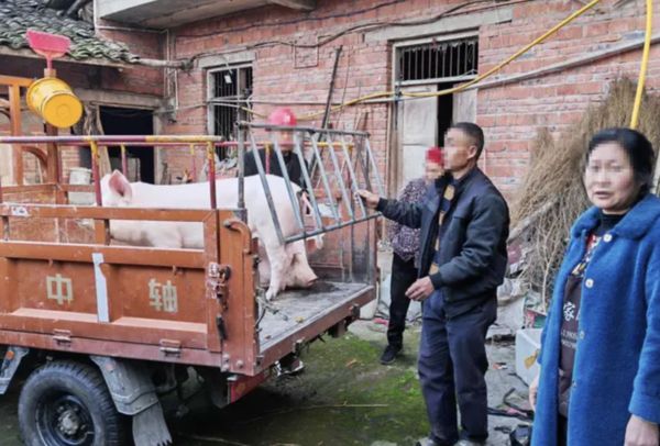 ▲▼愛豬被偷走3個月！找回來竟「胖了50公斤」。（圖／翻攝紅星新聞）