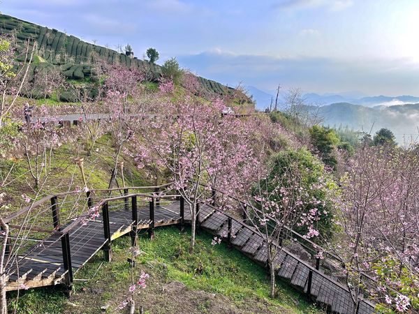 ▲▼阿里山石棹櫻之道。（圖／嘉義縣文化觀光局提供）