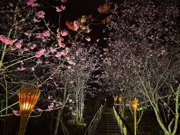 ▲▼阿里山石棹櫻之道。（圖／嘉義縣文化觀光局提供）