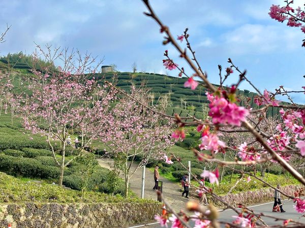 ▲▼阿里山石棹櫻花茶園。（圖／嘉義縣文化觀光局提供）